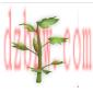 妄想山海种子配方汇总
