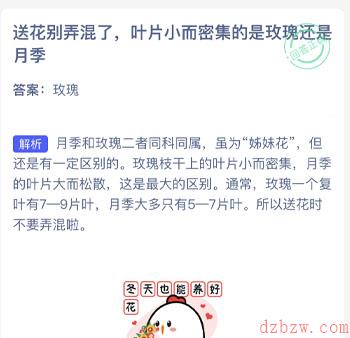 送花别弄混了叶片小而密集的是玫瑰还是月季